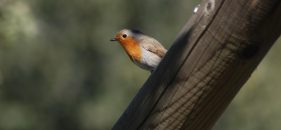 Excursión urbana en familia por los parques de Madrid