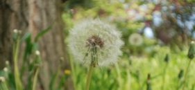 Gymkana Fotográfica en familia en el Parque de El Retiro