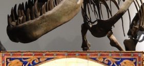 Descubre el Museo de Ciencias Naturales en familia con Caligrama