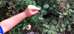 Recolectar moras con niños para hacer mermelada