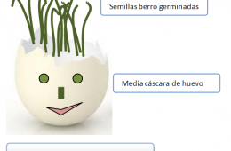 Simpáticas macetas de cáscara de huevo