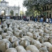 Fiesta de la Trashumancia 2012 por Madrid