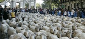 Fiesta de la Trashumancia 2012 por Madrid