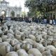 Fiesta de la Trashumancia 2012 por Madrid